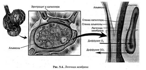 Легочный мешок с ячеистыми стенками