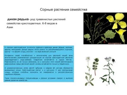 Признаки диких
