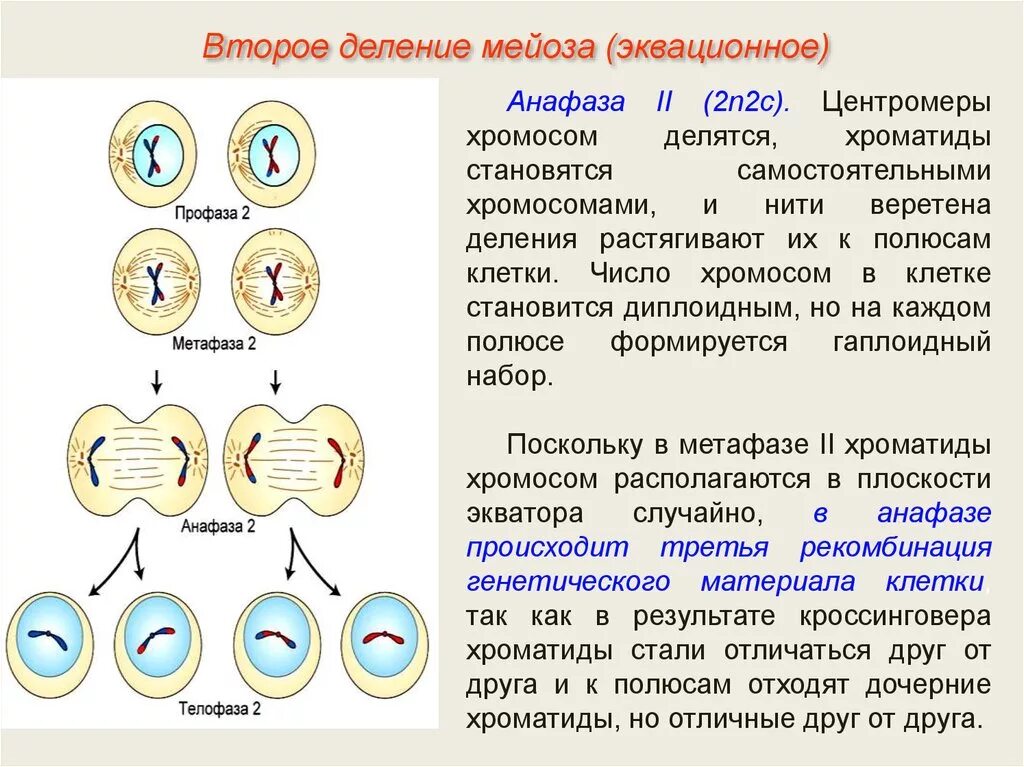 Сколько хромосом в яйцеклетках шимпанзе. Второе деление мейоза схема фаз. Фазы мейоза хромосомы. Деление клетки мейоз анафаза 2. Мейоз 2 набор хромосом.