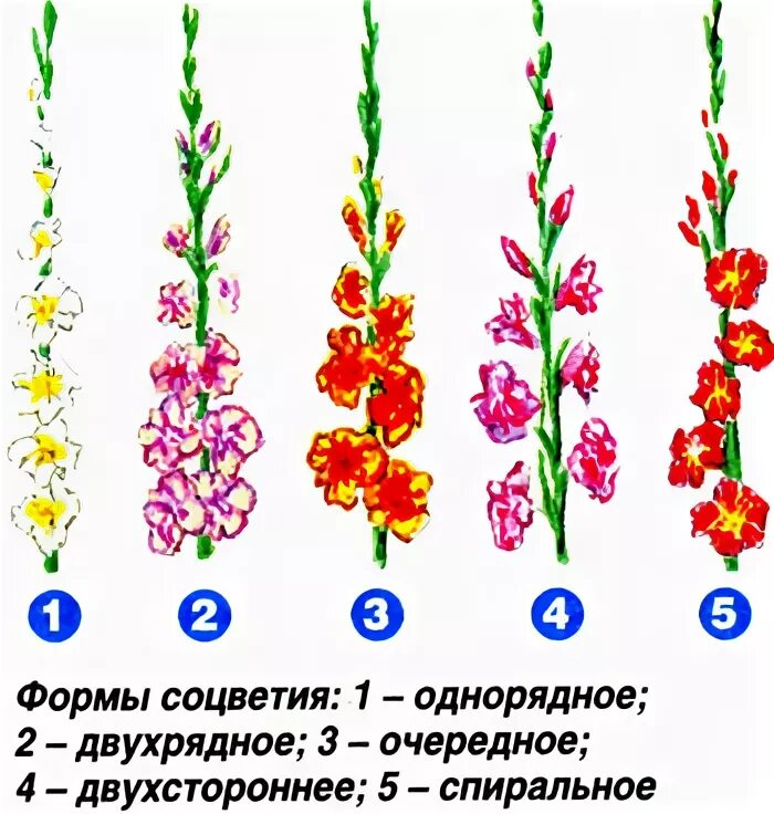 Фрондозное соцветие. Gladiolus palustris. Гладиолус строение цветка. Гладиолус апплаус. Соцветие извилина примеры растений.