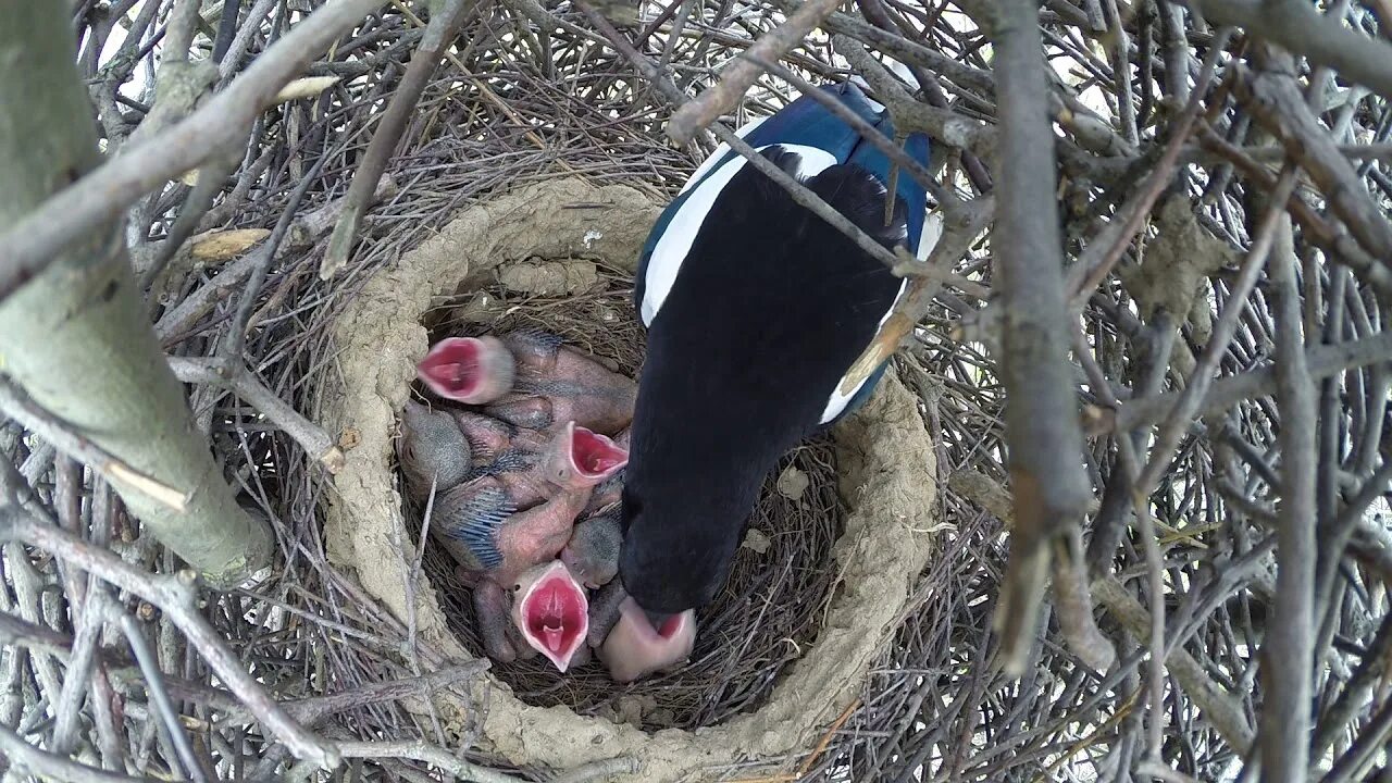 The nest of pea
