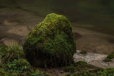 Зарастить