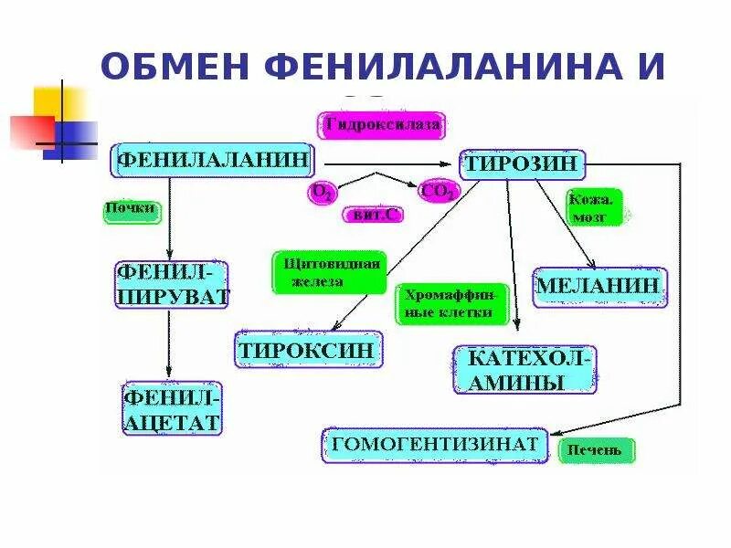 Нарушение обмена фенилаланина и тирозина. Обмен фенилаланина и тирозина наследственные заболевания. Схема метаболизма тирозина. Нарушение обмена фенилаланина и тирозина. Фенилкетонурия патогенез схема.