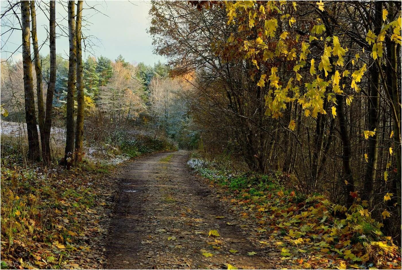 Круг по осенней дороге домой. Клевер осенняя дорога Серпуховский музей.