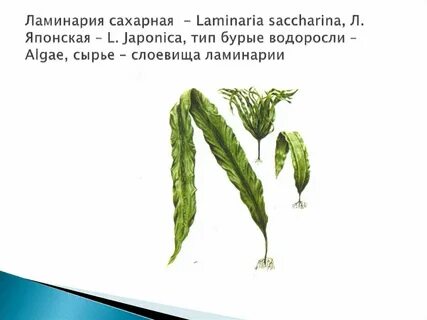 Блок ламинарии