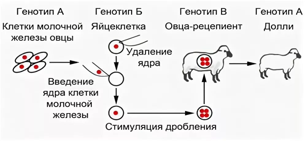 Последовательность этапов клонирования овцы