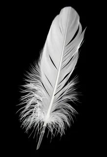 White feather