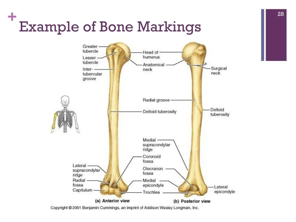 Bones example. Bones example. Skeleton system. Bones example. Flat bones.