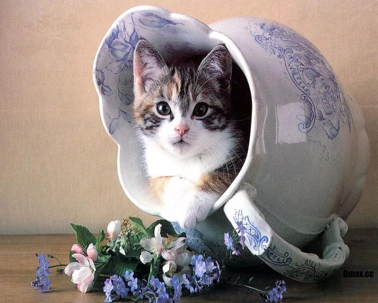 Доброго дня картинки с котами. Котик в вазе. доброе утро с кошками. доброго понедельника котики. кошки и понедельник.