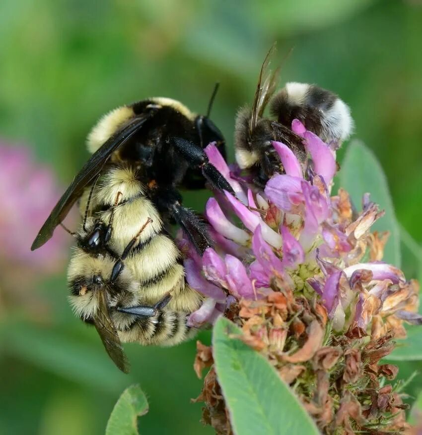 Шмель звуко. Степной Шмель Bombus fragrans. Шмель Степной – Bombus fragrans Pallas. Шмель армянский - Bombus armeniacus. Bombus pratorum-Шмель Луговой.