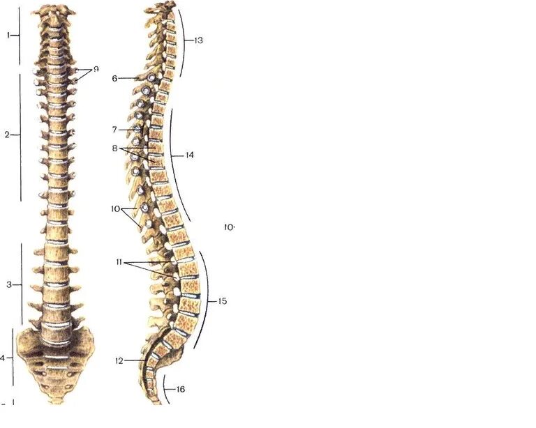 Изгибы костей. Позвоночный столб анатомия человека. Позвоночный столб анатомия изгибы. Позвоночный столб и строение позвонка. Строение позвонка, изгибы позвоночного столба..
