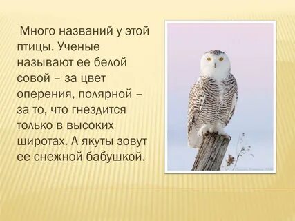 Ученые птицы текст