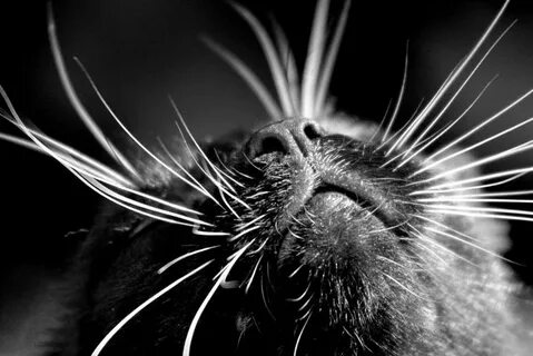 Whiskers home
