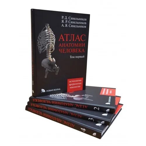 Синельников р д атлас анатомии человека. Атлас анатомии человека р.д. синельникова в 4 томах. атлас анатомии человека 1 том р.д синельников. атлас анатомии человека синельников. синельников атлас анатомии человека 4 тома.