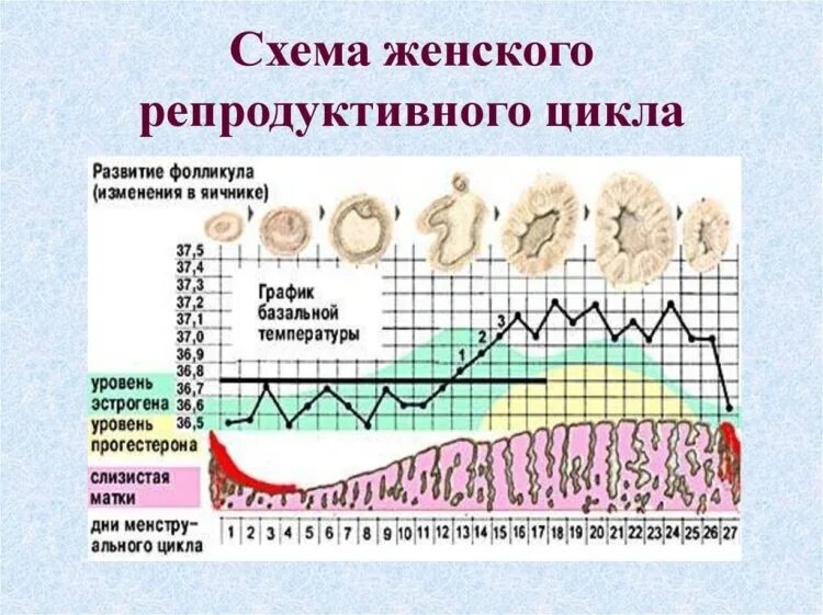 Могут ли быть боли при овуляции