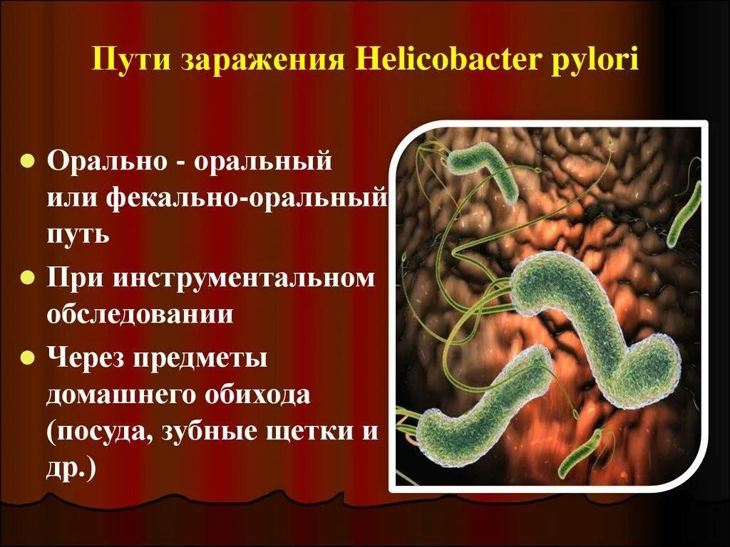 Причины появления бактерий в желудке