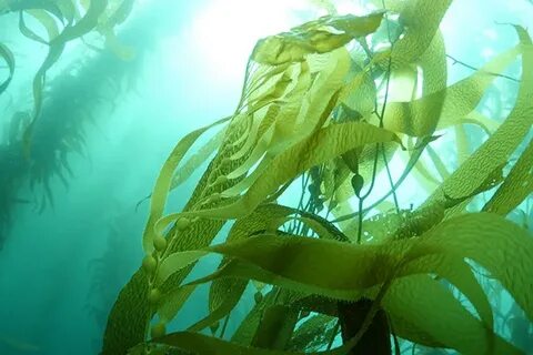 Как называется море водорослей