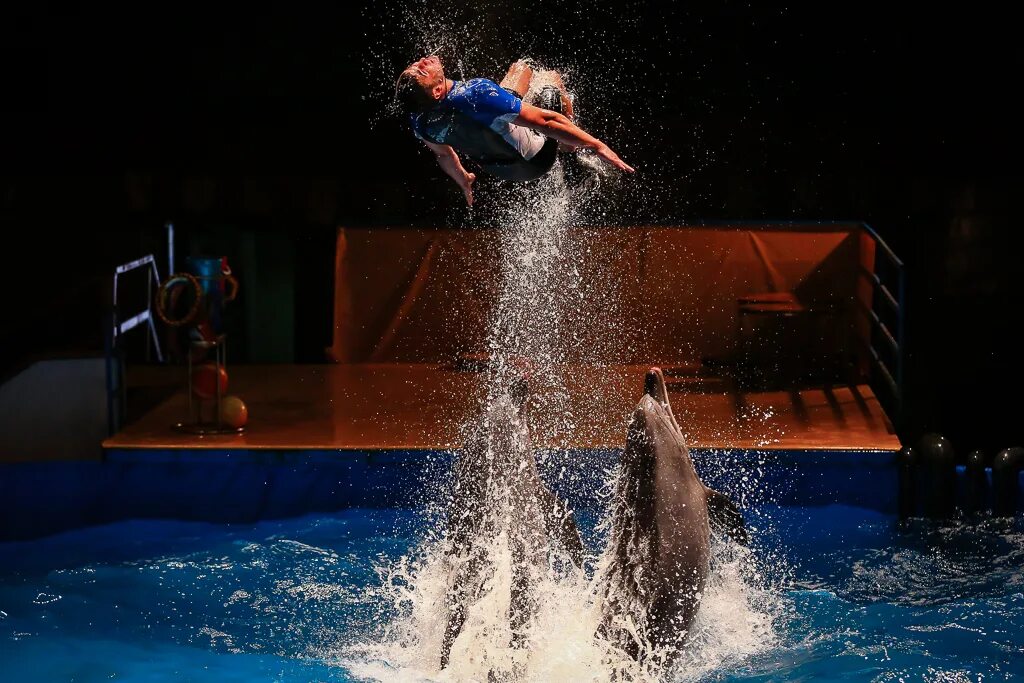 Дельфинарий красноярск. Пхукет. Шоу дельфинов санкт-петербург а. Дрессировка дельфинов. Дельфинарий новосибирск.