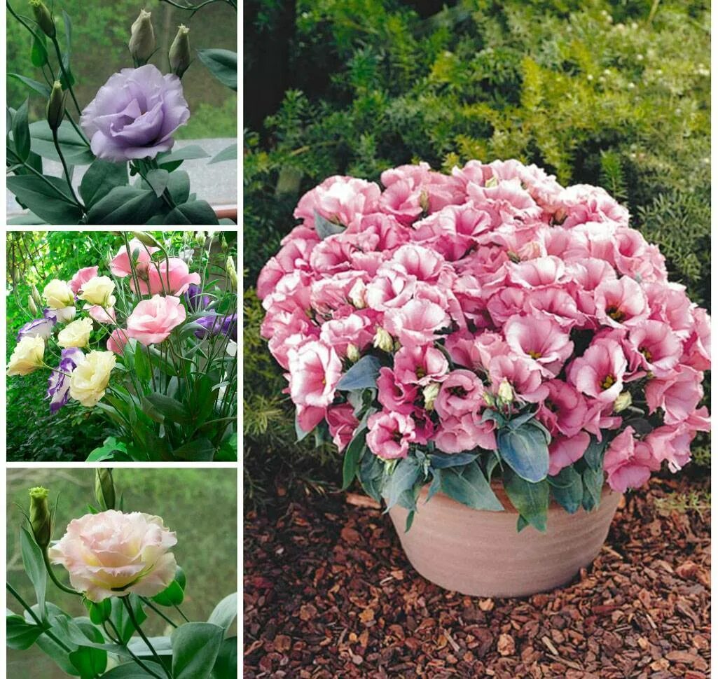 Эустома в грунте выращивание и уход. Эустома в грунте выращивание и уход. Эустома 70см. Эустома цветы многолетники. Эустома в грунте выращивание и уход.