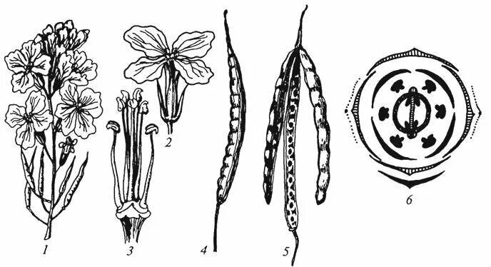 Соцветие крестоцветных цветков. Семейство крестоцветные диаграмма цветка. Семейство крестоцветные капустные схема. Семейство крестоцветные строение. Плод крестоцветного растения редьки дикой стручок.