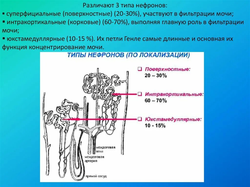 Что образуется в нефроне