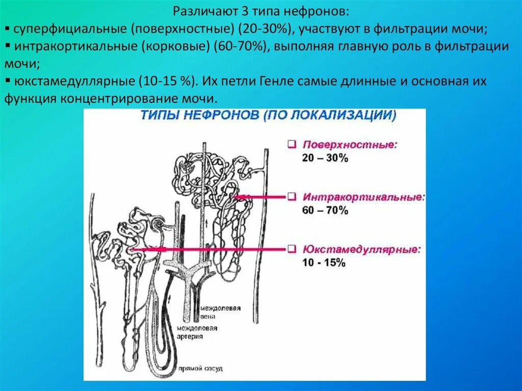 Петля Генле нефрона. Классификация нефронов почки. Строение нефрона петля Генле. Что образуется в нефроне