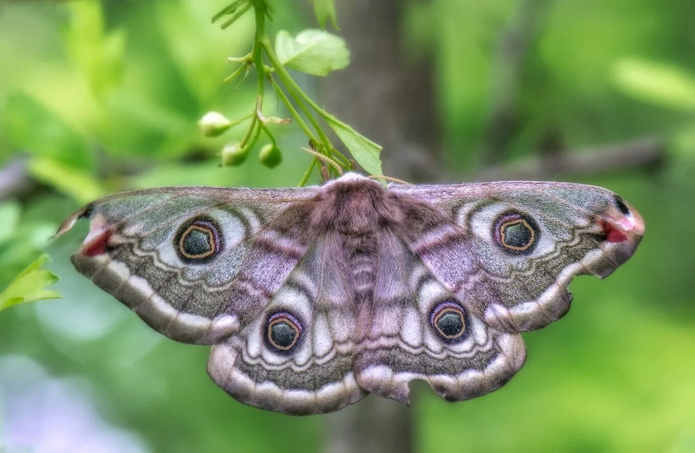 Saturnia pavonia ♀ - Emperor moth (female) - Малый ночной . Flickr