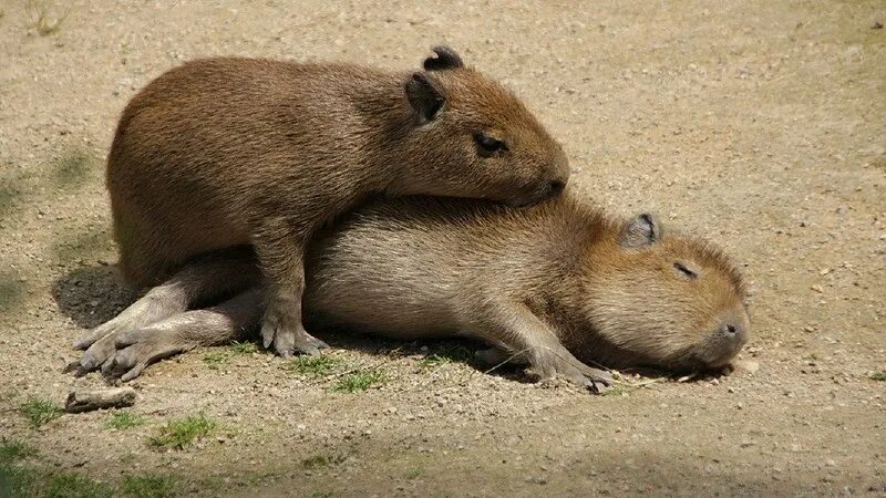 Cute Capybaras Enjoy Romantic Valentine's Day Meal