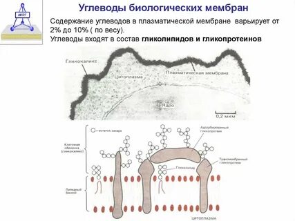 Плазматическая мембрана углеводы