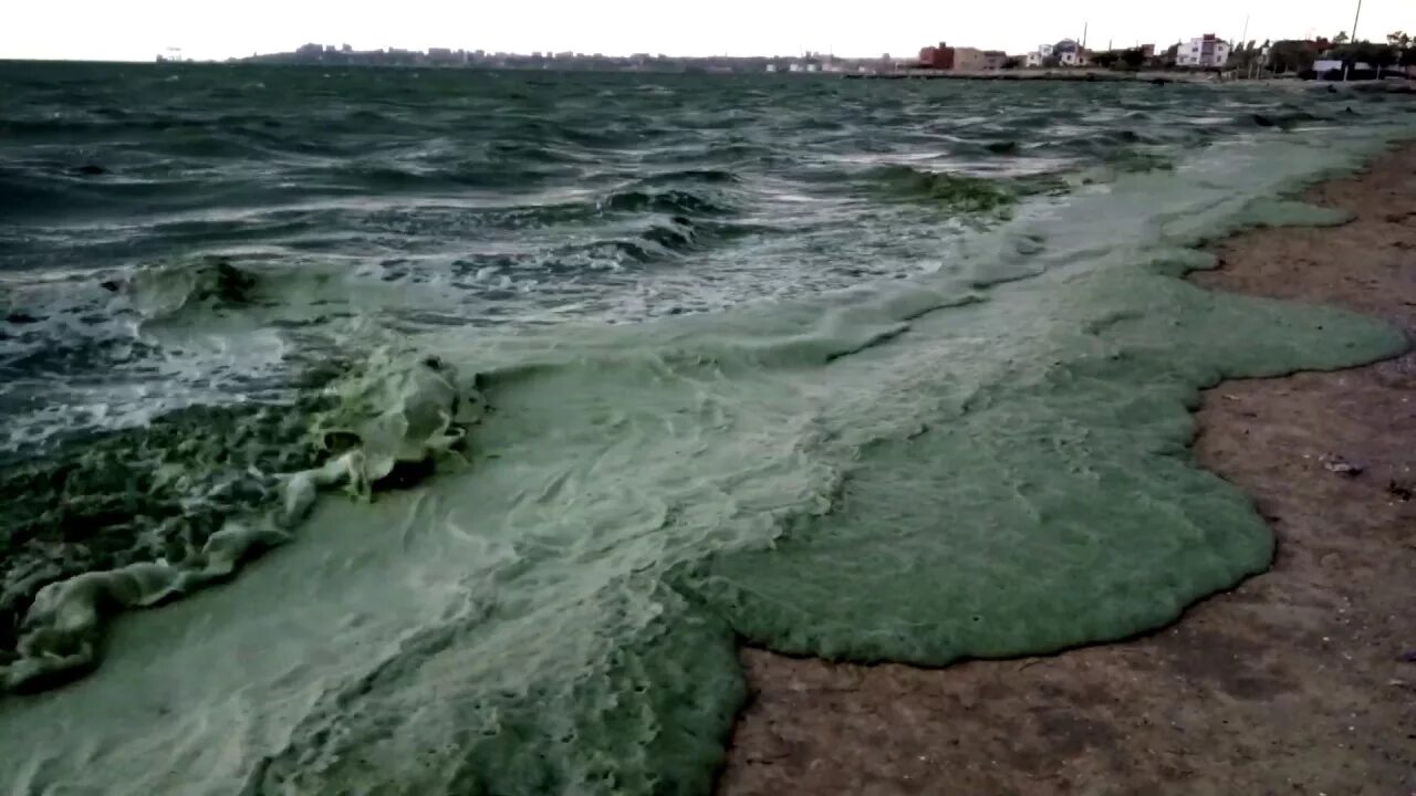 Черное море цветет Анапа. Цветение моря в Анапе. Цветение черного моря в Анапе. Цветение водорослей в Анапе. В анапе есть вода