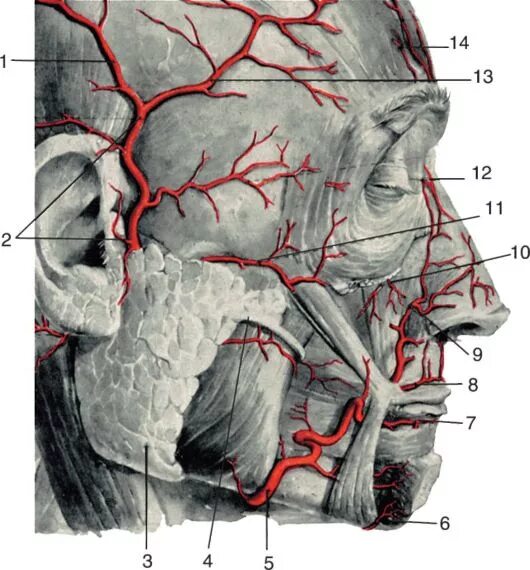 A temporalis superficialis. Артерия темпорались суперфициадтс. A temporalis superficialis. Затылочная артерия ветв. Кровоснабжение наружной сонной артерии.