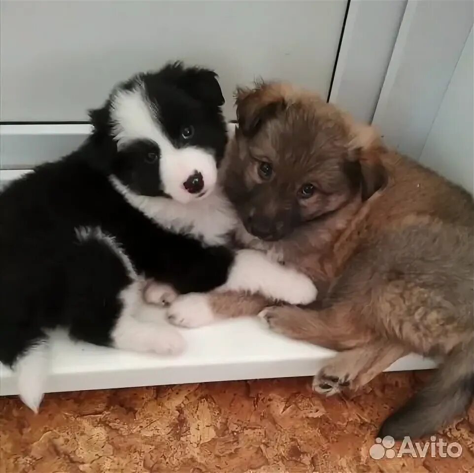 Какого щенка подарили