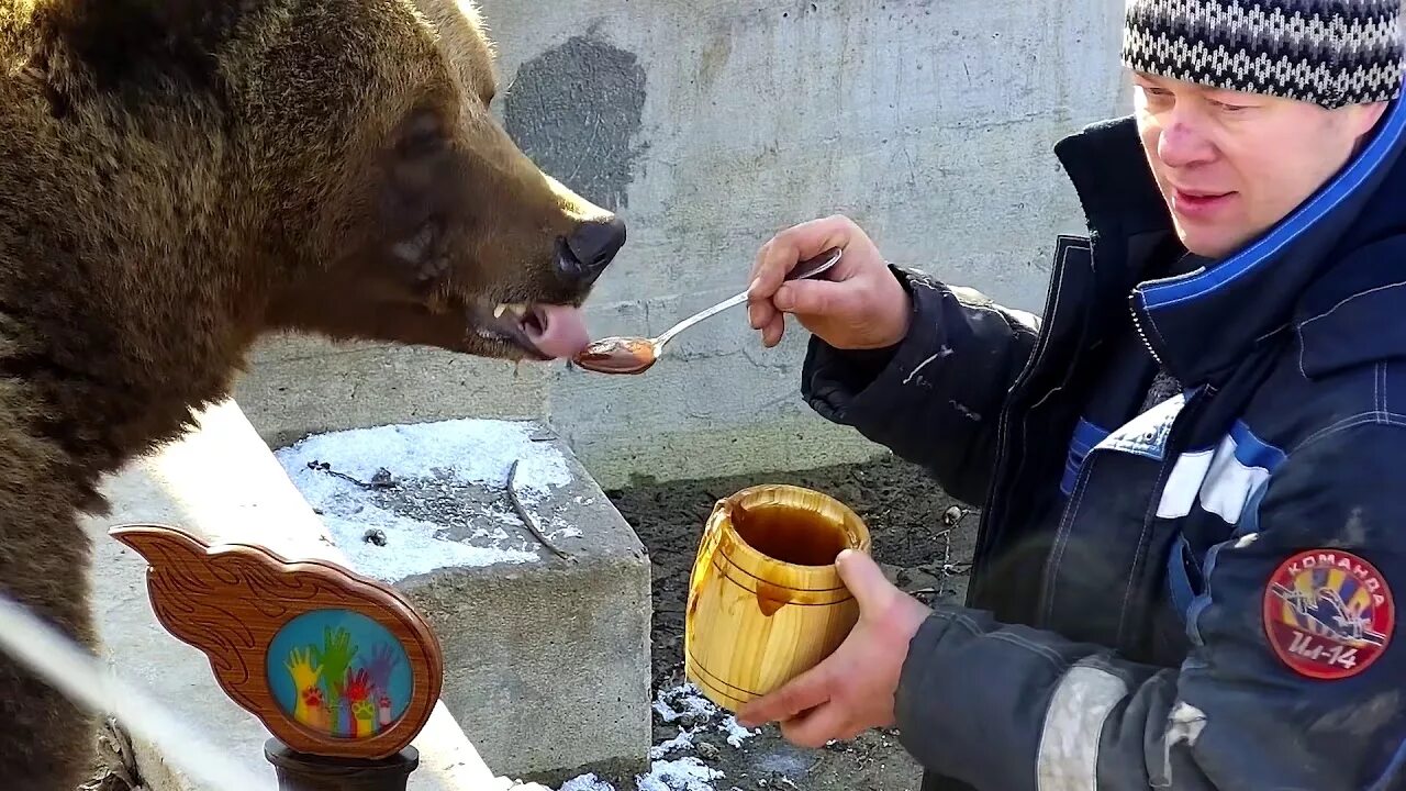 Мишка кушает. Медведь. Медведь с медом. Очковый медведь ест. Медведь ест малину.