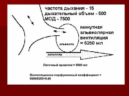 Альвеолярная вентиляция