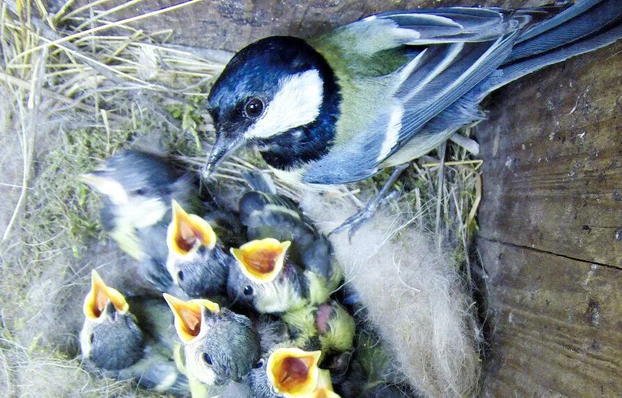 Птенец синички. Птенец синицы слеток. Синица сколько птенцов. Синичка лазоревка птенец. Синица сколько птенцов.
