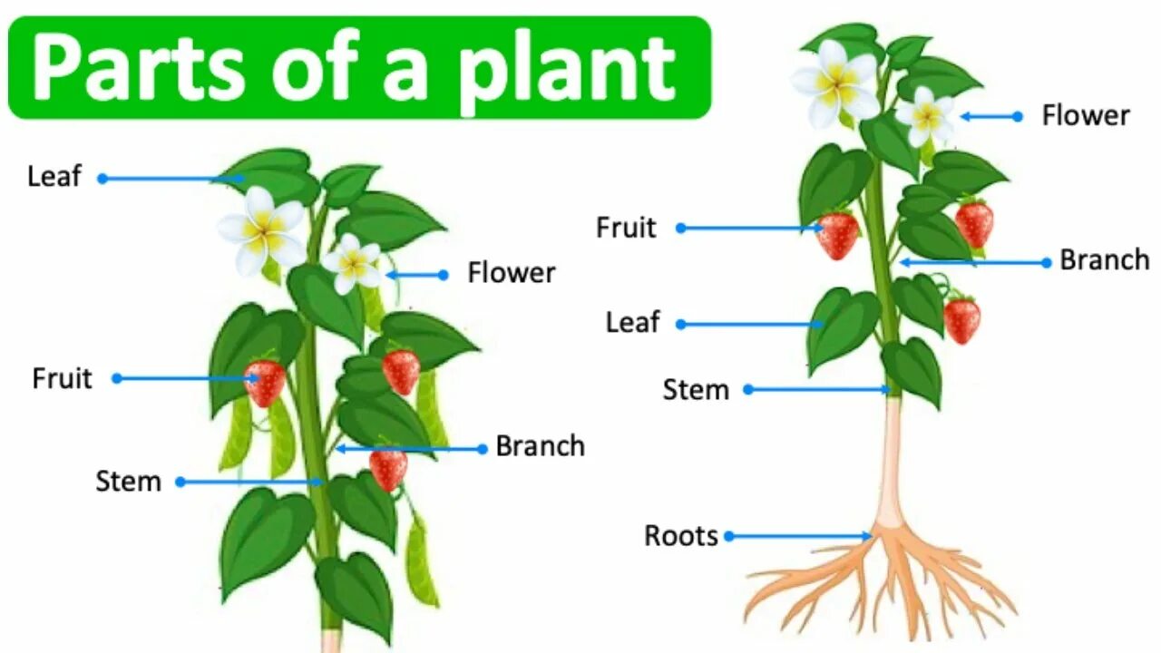 Plants english. Части растения на английском языке. Части растения. Строение цветка на английском. Parts of a Plant.