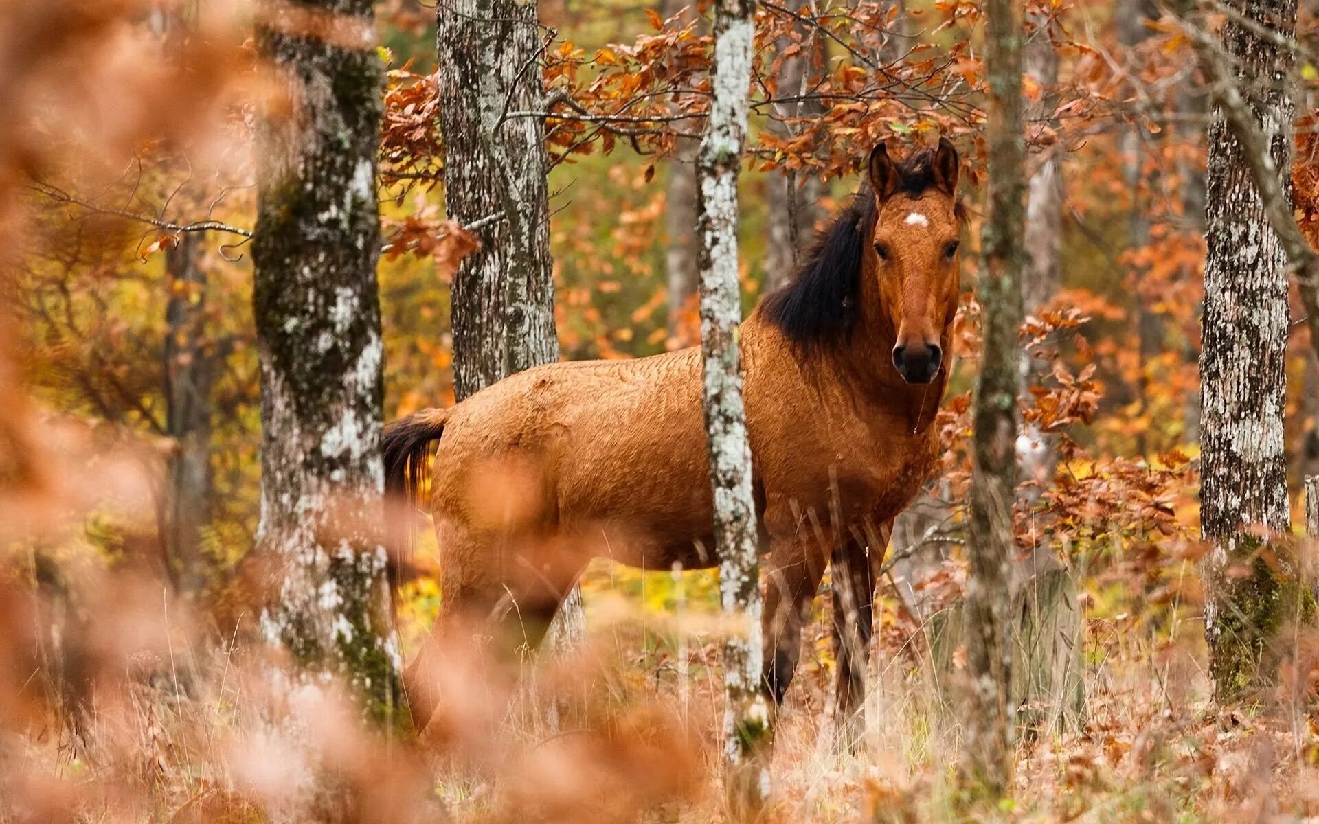 Лошадь является диким животным. Красивая природа с животными. лошадь в осеннем лесу. осень животные. лошади на природе.