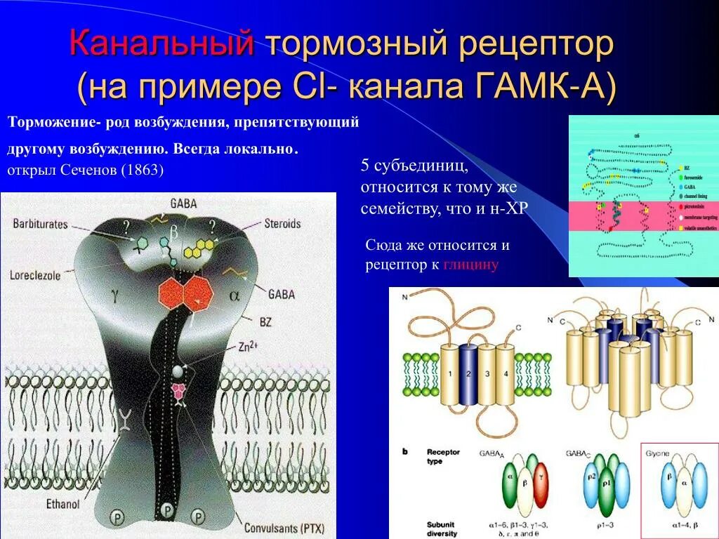 ГАМК-канальный-Рецептор. ГАМК рецепторы. ГАМК рецепторы расположение. Строение ГАМК рецептора.