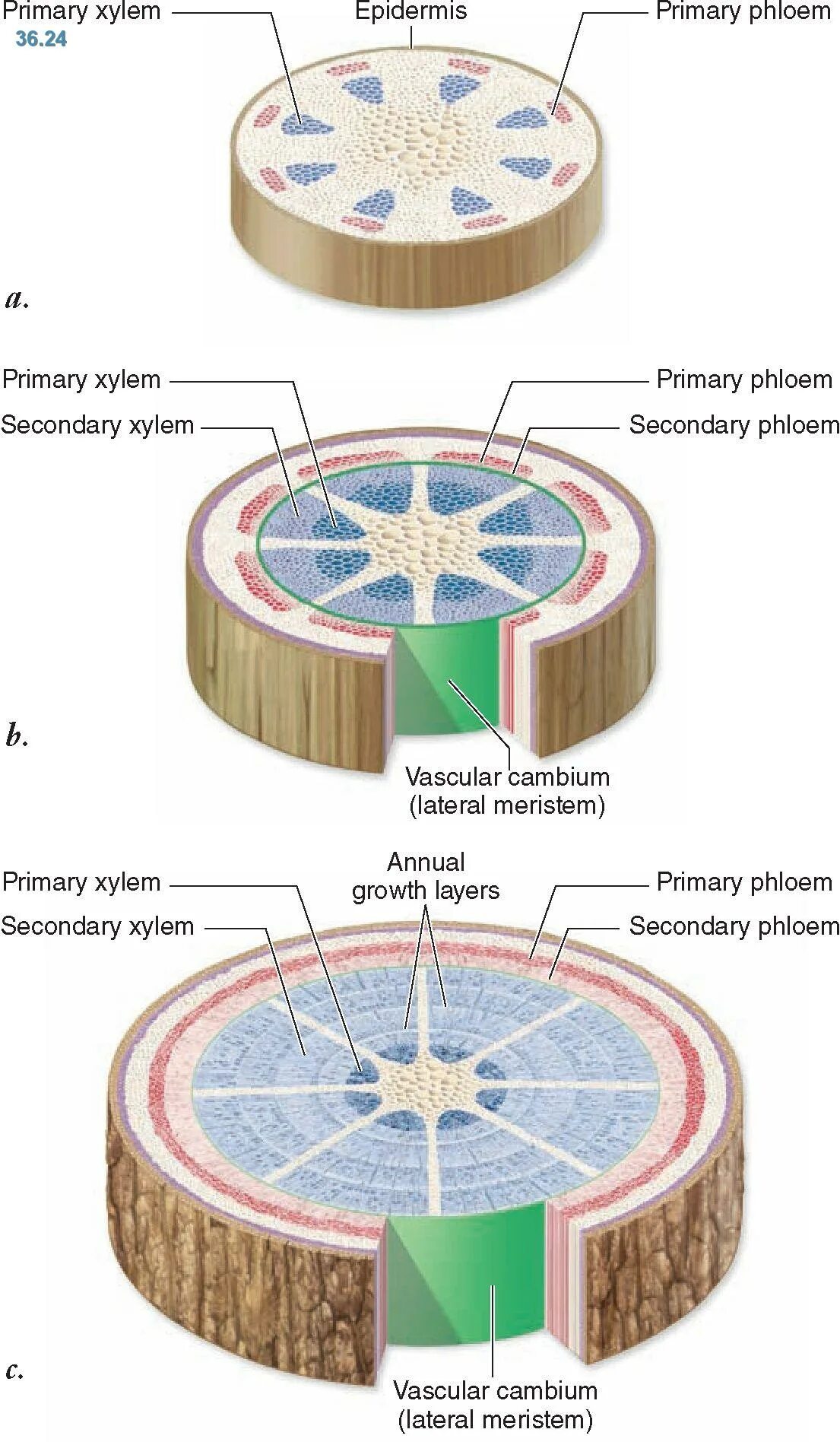 Меристема и флоэма. Рецидивирование опухоли. Вторичный рост. Первичная ксилема стебля. Строение стебля ксилема и флоэма.