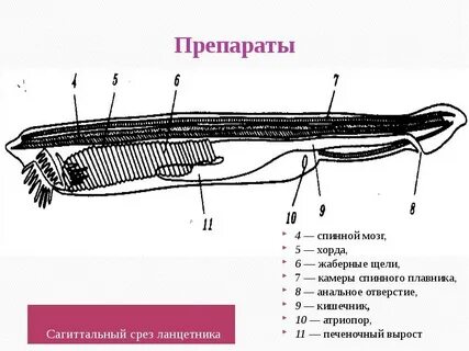 Околожаберная полость ланцетника