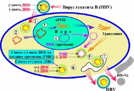 Днк вируса гепатита в