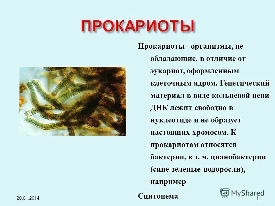 Археи хемотрофы. Древние эукариоты. Одноклеточный микроорганизм прокариоты. Строение бактериальной клетки прокариот. Архей бактерии и цианобактерии.