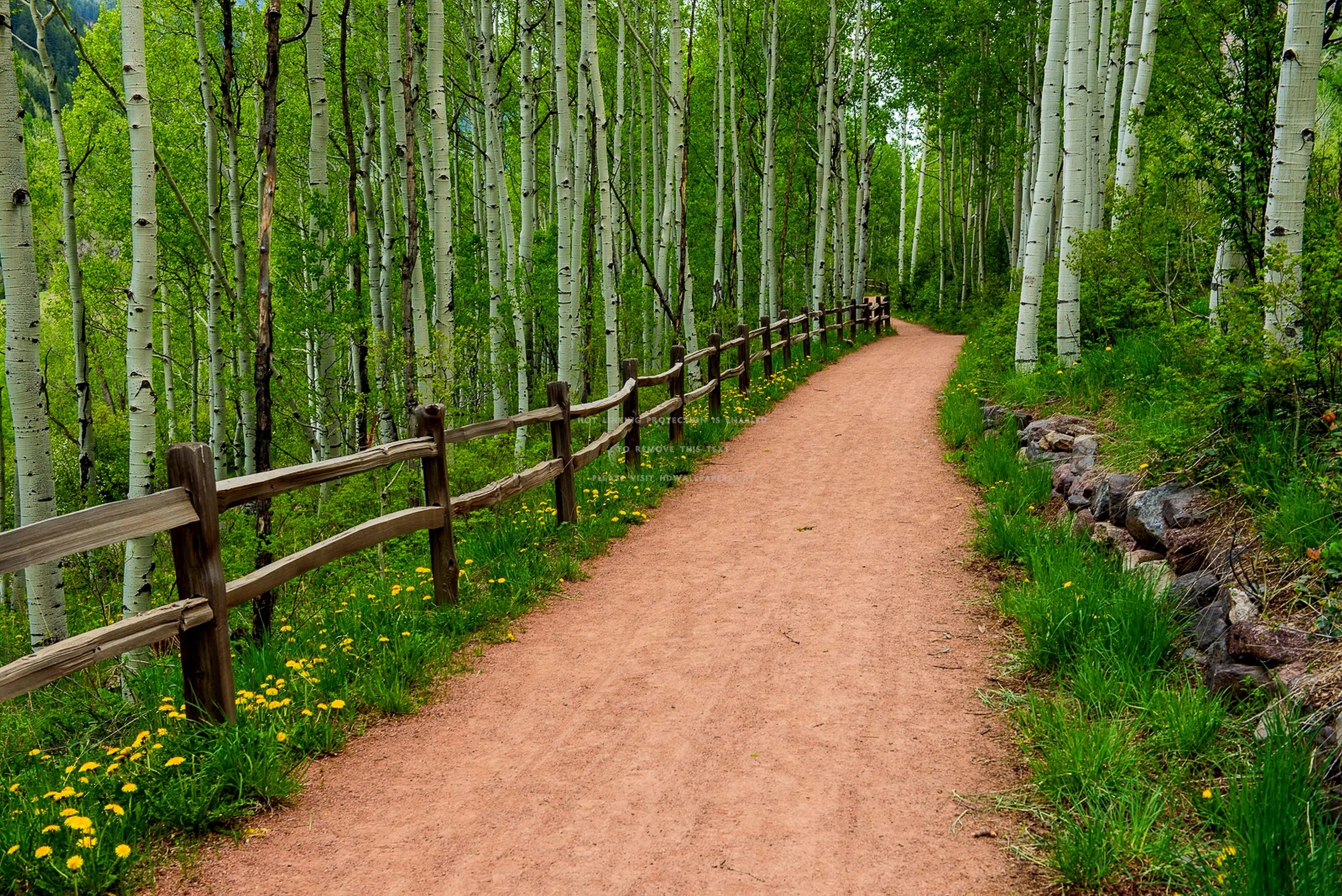 Forest paths