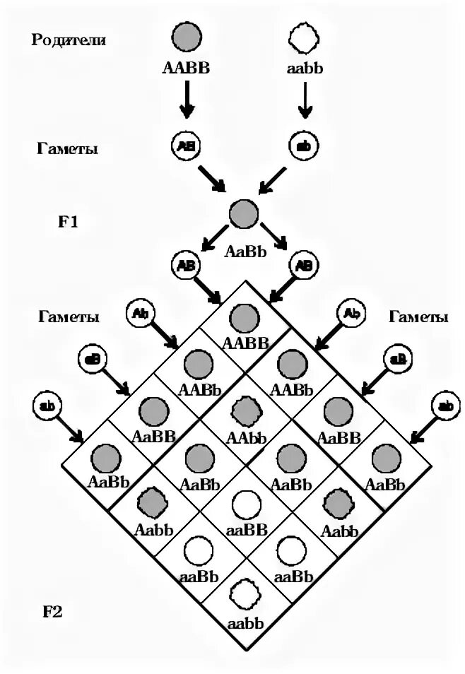 Расщепление при дигибридном скрещивании в f2. Полигибридное скрещивание схема. Составьте принципиальную схему дигибридного скрещивания. Моно и полигибридное скрещивание. Образование гамет при моно ди и полигибридном скрещивании.