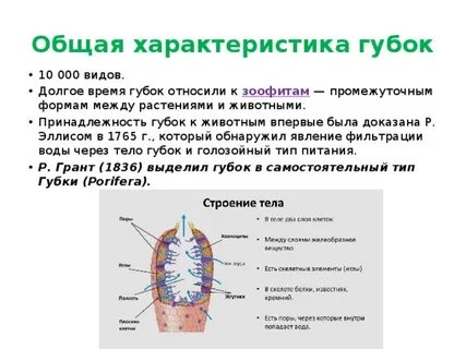 Губки характеристика