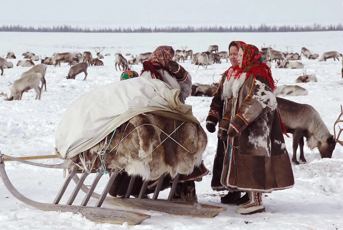 Народы живущие на крайнем севере. Ненцы в тундре. Ненцы Воркута. Ненцы оленеводство. Население Сибири ненцы.