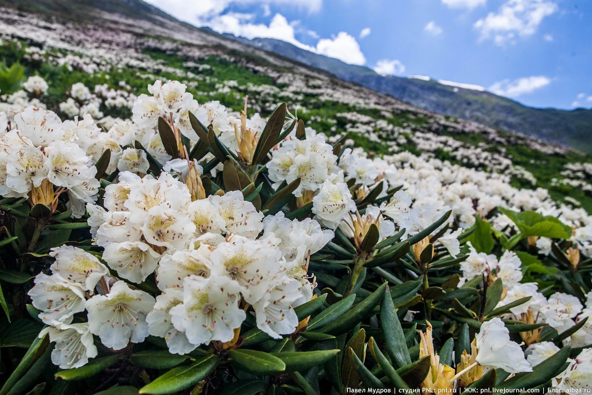 Когда начинают цвести цветы. Рододендрон Приэльбрусья. Рододендрон горный кавказский. Рододендрон высокогорный. Рододендрон рекс.