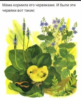 Сказка цыпленок чуковский картинки