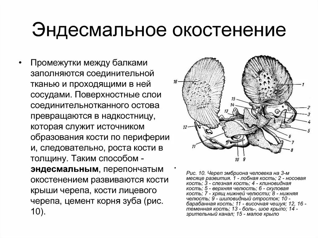 Кость как орган Химический состав кости