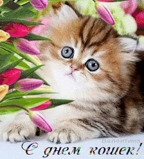 День кошек гифки